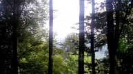 Крымский лес