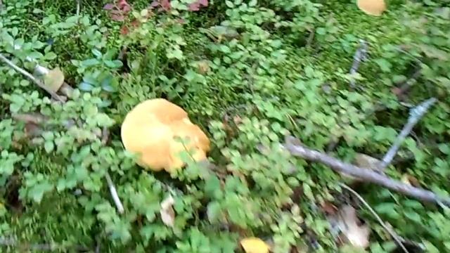 Моховиков в Суоми видимо невидимо смотреть онлайн