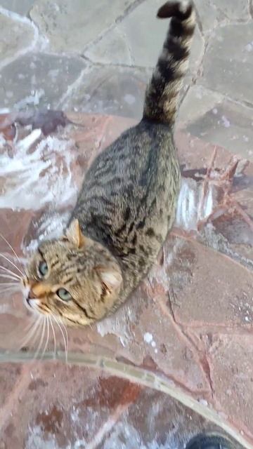 Мяу встаёт на задние лапы! Ну что за красавец!) #кот #cats #коты #cat #winter #зима #втренде смотреть онлайн