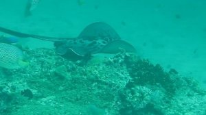 Black-blotched stingray