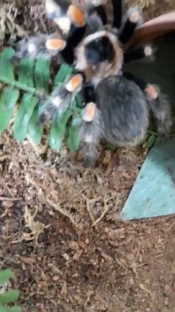 easy Brachypelma hamorii feeding - superworm