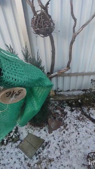 Подготовка молодых хвойников к зимне-весеннему сезону.