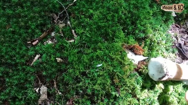 Поехал на разведку в лес набрал грибов смотреть онлайн