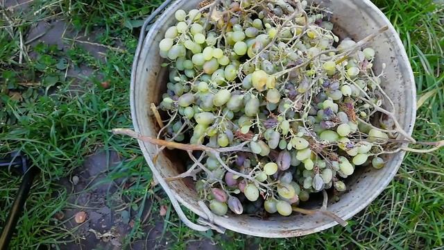 СПАСАЮ СВОЙ ВИНОГРАД/ОБРАБОТКА ВИНОГРАДА ОТ БОЛЕЗНЕЙ смотреть онлайн