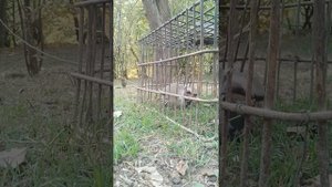 Нар Кабки Шикори дар н Дарвоз 2020. Горная Куропатка Кеклик вТаджикистане 2020 Keklik in Tjk