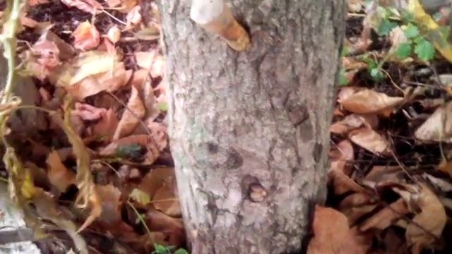 VID 20161005 155411 смотреть онлайн