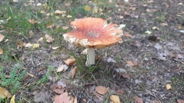 Мухоморный Мухомор 😁🤣