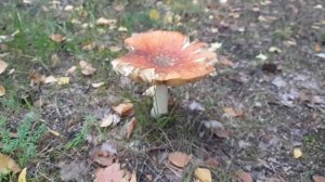 Мухоморный Мухомор 😁🤣