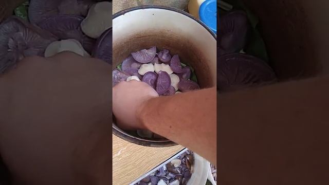 Засолка рядовое на зиму смотреть онлайн