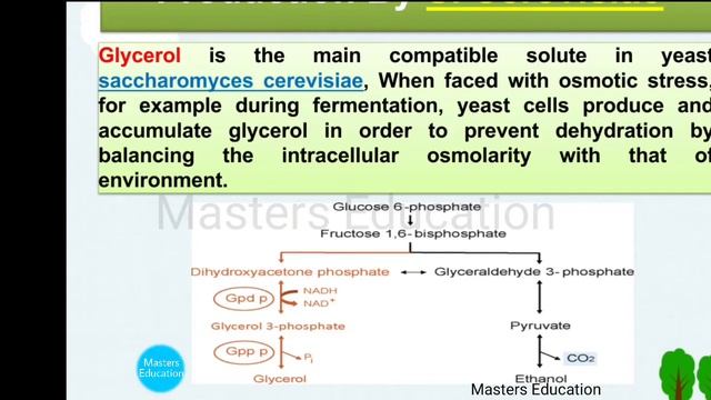 Glycerol production, uses | glycerol production by saccharomyces cerevisiae #glycerolproduction