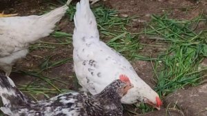 Как определить пол молодняка пушкинской породы  кур, по внешним признакам.  Приглашаю к рассуждению