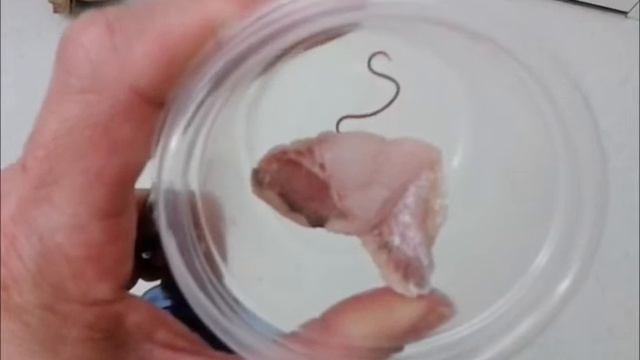 Catfish nematode смотреть онлайн