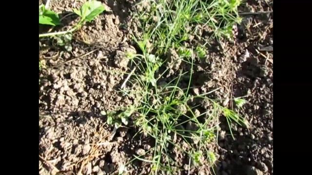 Салат -Лентяйки .