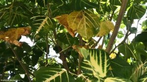 Erythrina Variegata L. | Flower Shrubs and Trees | 🇵🇦 Panama |