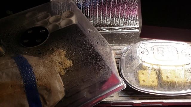 Mushroom Fruiting Issues (and how to avoid them)