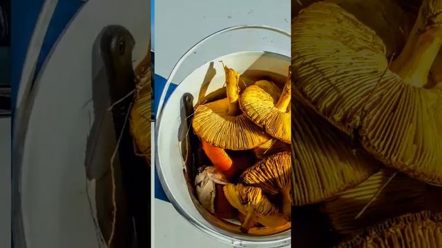 За гъби в гората на юг от Бургас на Еньовден 2017-та. смотреть онлайн