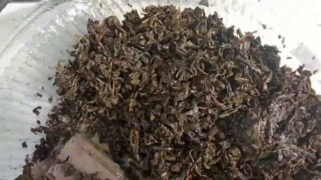 Три супер штамма от Ивана Русских смотреть онлайн