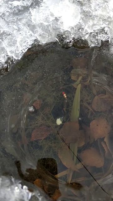 Мини ротан смотреть онлайн