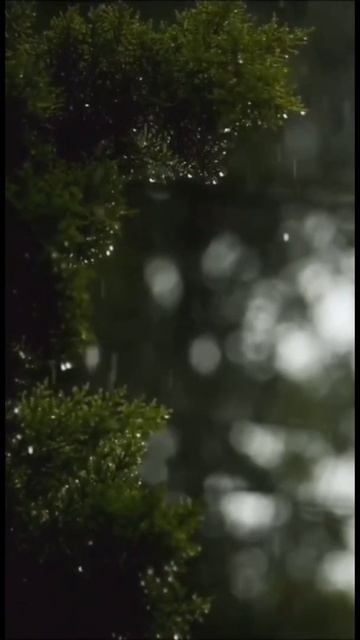 любовь время жизнь читает автор В.Дмитриев #поэзия #жизнь #любовь #мысли #shorts смотреть онлайн