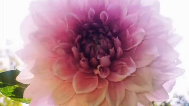 romantic slideshow -Se mi vuoi ( Pino Daniele ed Irene Grandi)