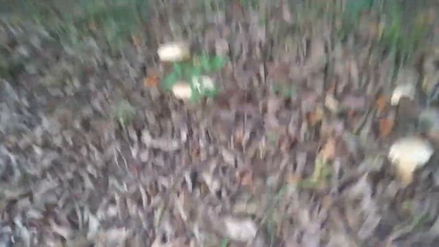 Счастье грибника 2 смотреть онлайн