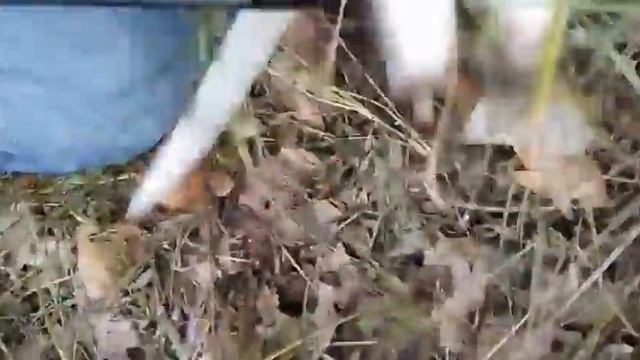 Сбор грибов .Тихая охота . Достойные трофеи . смотреть онлайн