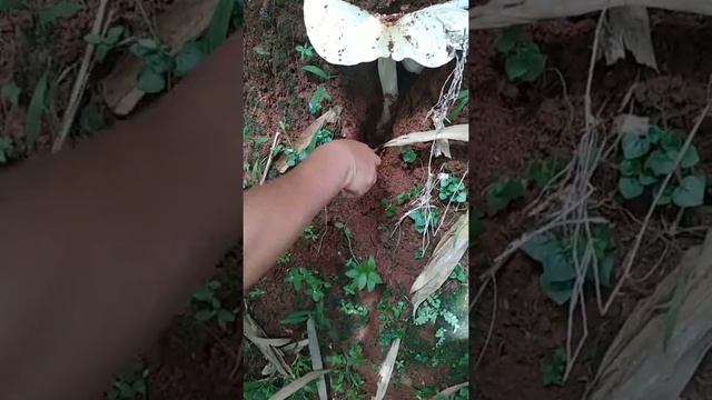 Jamur bulan super besar 😙 смотреть онлайн