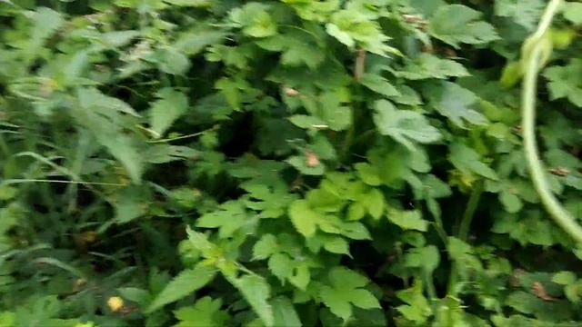 Тропу троплю смотреть онлайн