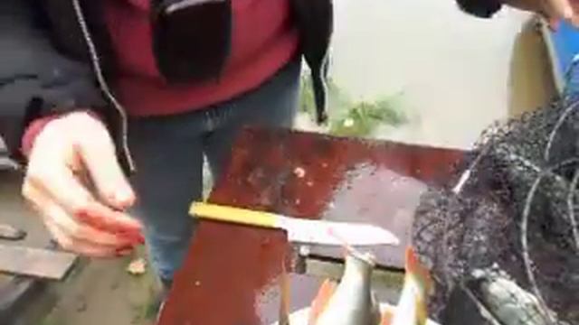 ЧИСТКА.РАЗДЕЛКА ОКУНЯ. БЫСТРО смотреть онлайн