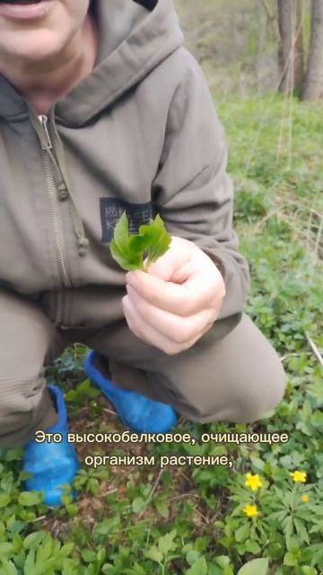 Белки получаем, отёки выгоняем! смотреть онлайн