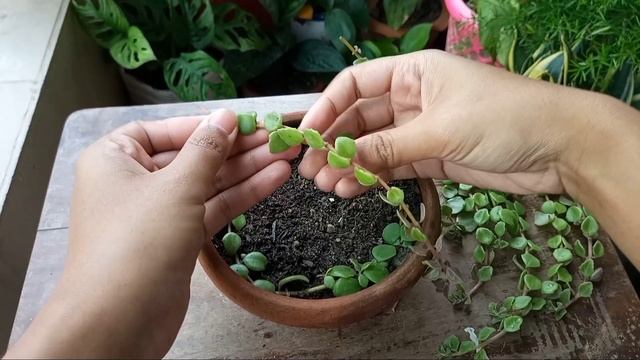 GET Bushy Hanging Plants with NEW Technique //Make Amazing Hanging Plants Pot //Tangled Heart Plant