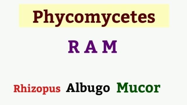 FUNGI MNEMONICS | Easiest trick Ft. Prerna | NCERT Biological Classification | NEET EXPLORER | MTG смотреть онлайн