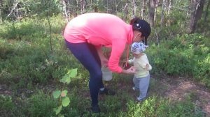 Собираем ягоды/грибы