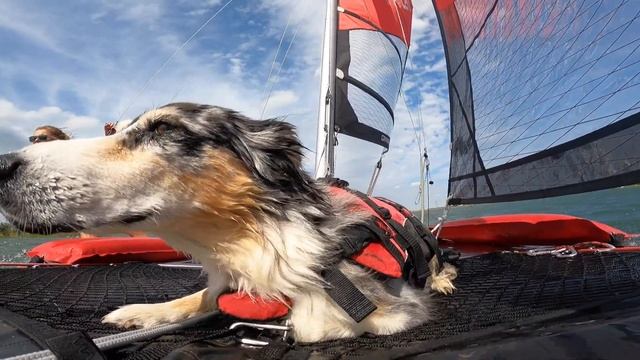kanukassel-TV(neu): SCHWEDEN-Trip 2022 - Clip 4 - Segeltraining mit unseren Hunden für Wildnistour смотреть онлайн