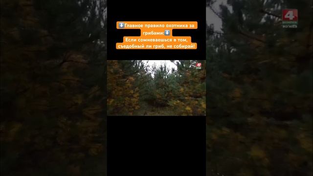 Собрались в лес за грибами? #беларусь #беларусь4могилев #грибы #тихая_охота