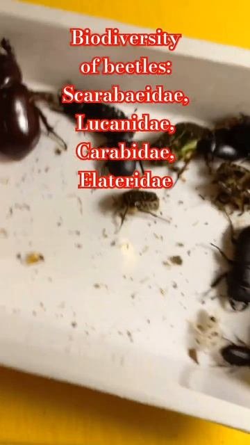 BIODIVERSITY OF BEETLES. SCARABAEIDAE, LUCANIDAE, CARABIDAE, ALATERIDAE. Kyiv Ukraine