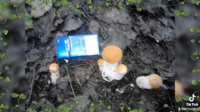 тихая охота смотреть онлайн