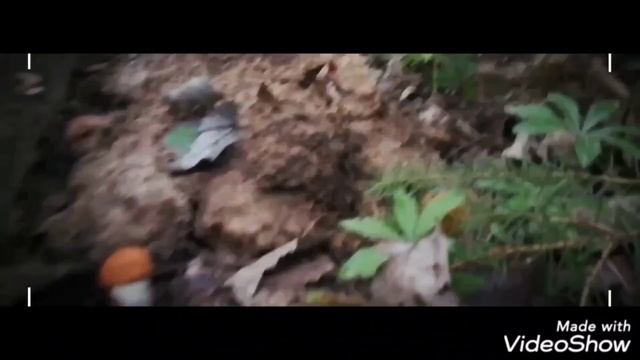 Есть любители грибов? смотреть онлайн