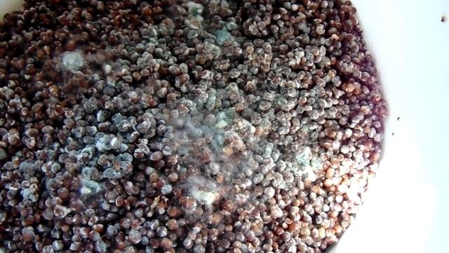 Captura de hongos benéficos y reproducción de Trichoderma y Penicillium 20 20 смотреть онлайн