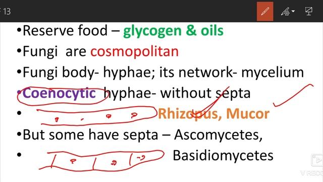 Kingdom Fungi | Introduction | Diversity in The Living World смотреть онлайн