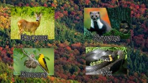 Биология 5 кл(2023 г.) 25 Параграф "Животный и растительный мир природных зон" аудио (Пасечник)