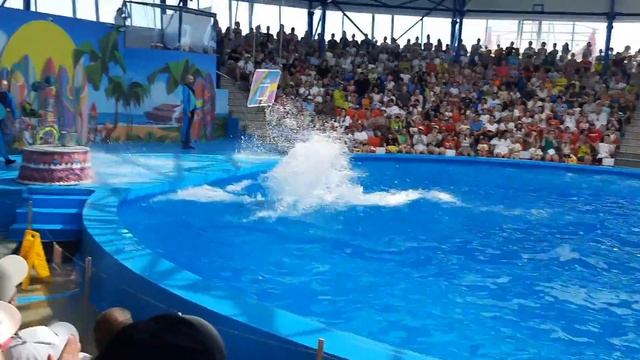 СОЧИ ПАРК 2024. ДЕЛЬФИНАРИЙ +ЦИРК 🐬 смотреть онлайн