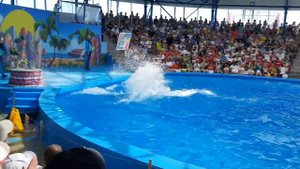 СОЧИ ПАРК 2024. ДЕЛЬФИНАРИЙ +ЦИРК 🐬