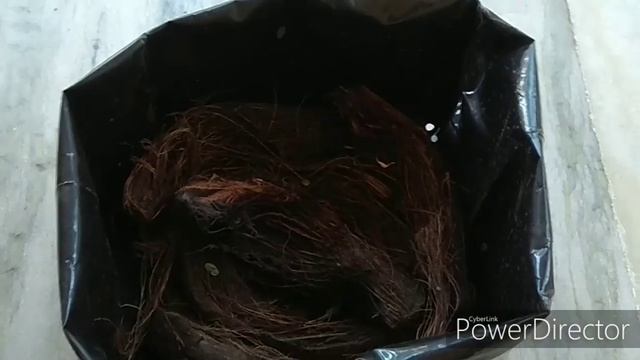 வடட தடடததல உரளககழஙக வளரபப  HOW TO GROW POTATO AT HOME