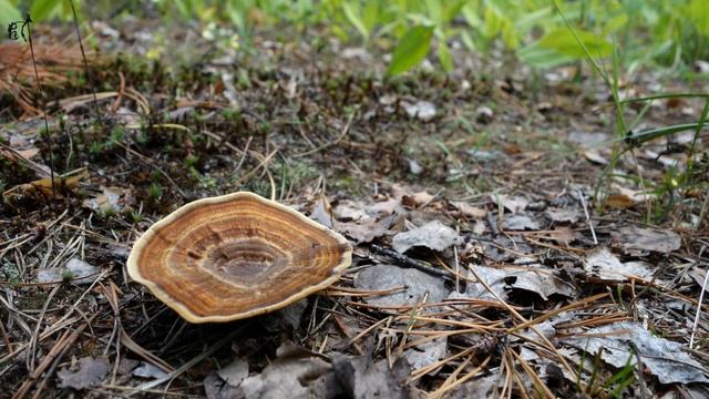 Грибной сезон 2023, релаксация, музыка и фото. смотреть онлайн