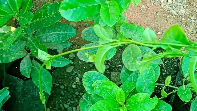 இலைப்பேன் தொல்லை இனி இல்லை! #manidharma #Biopesticides