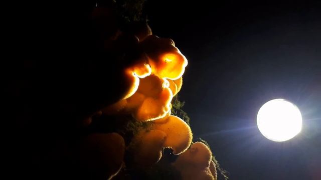 Mushroom sporulation смотреть онлайн