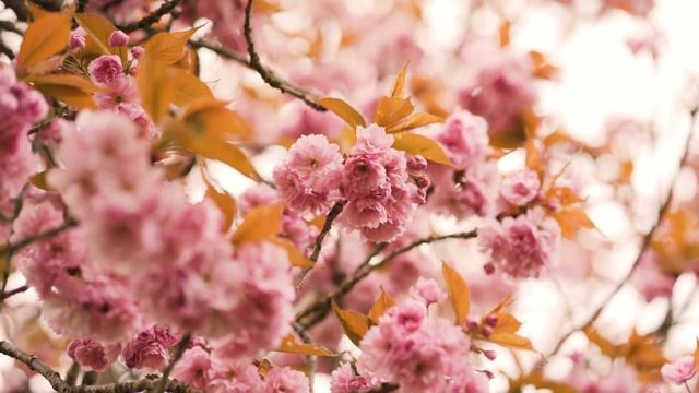 МЕН СЕНІ КҮТЕМ. #қазақшапоэзия #поэзия смотреть онлайн