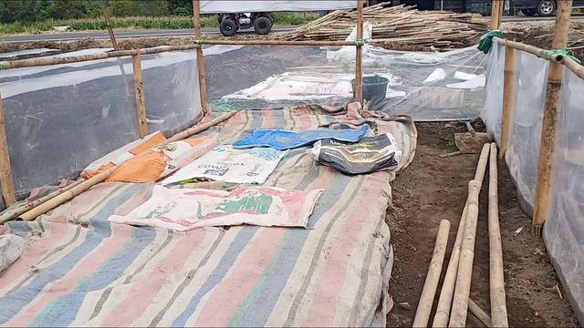 Proses pembibitan tomat смотреть онлайн