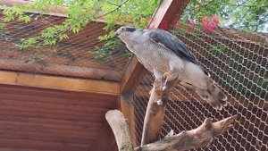 Сапсан птица